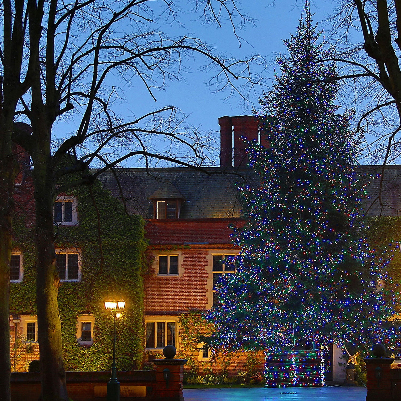 ML100MG_multi-coloured-Christmas-tree-lights-at-queen-ethelburgas-york_P3.jpg