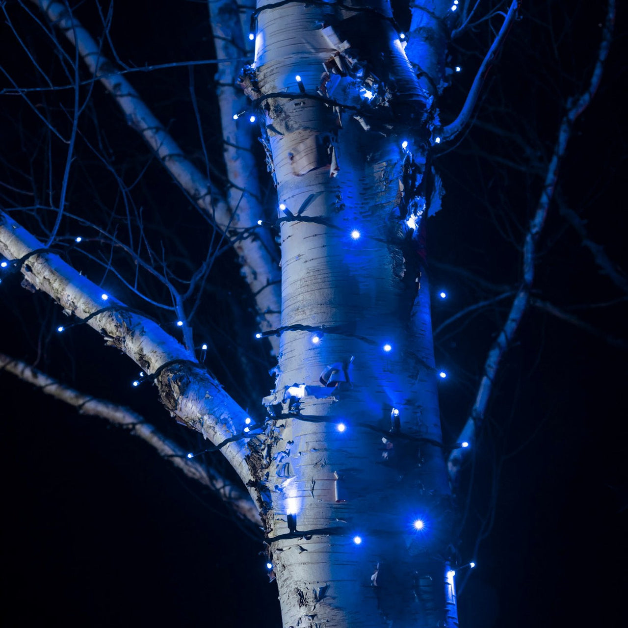 PR50BB_Blue-LED-String-Lights-Outdoor-Garden-Tree-Close_0927d722-1d2e-4421-9b59-a1f1f24289d9.jpg