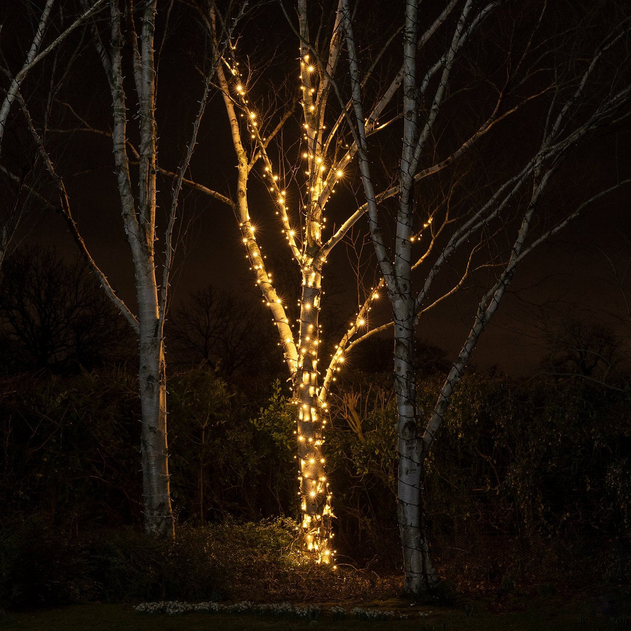 PR50CYWB_Warm-White-Outdoor-String-Lights-Black-Cable-Tree-Night_12019b4b-30a2-4ea0-90dd-8944ddfa0b4e.jpg