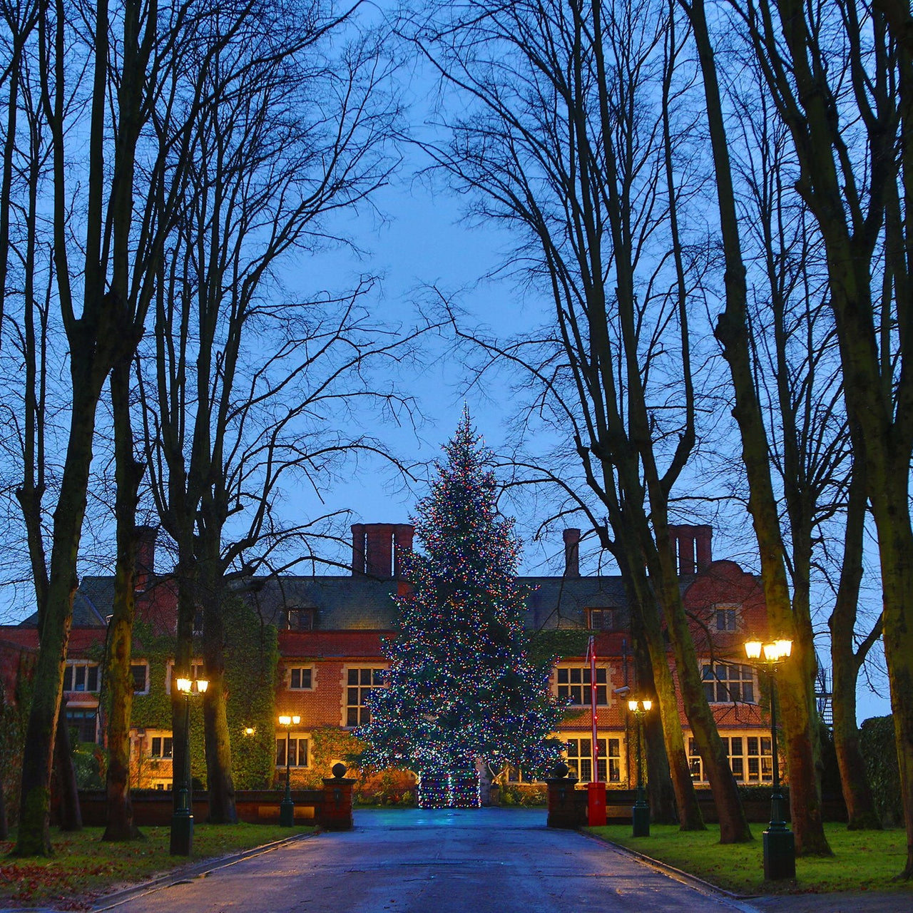 PR50MB_Huge-Christmas-Tree-with-multi-coloured-lights-queen-ethelburgas_P7.jpg