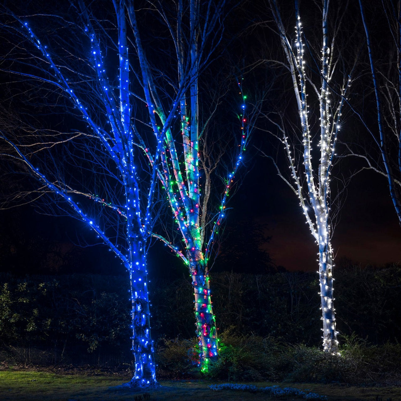 PR50MB_Multi-coloured-LED-Christmas-Lights-Tree-Group_0e538538-1c31-4ad9-8d11-574a93771189.jpg