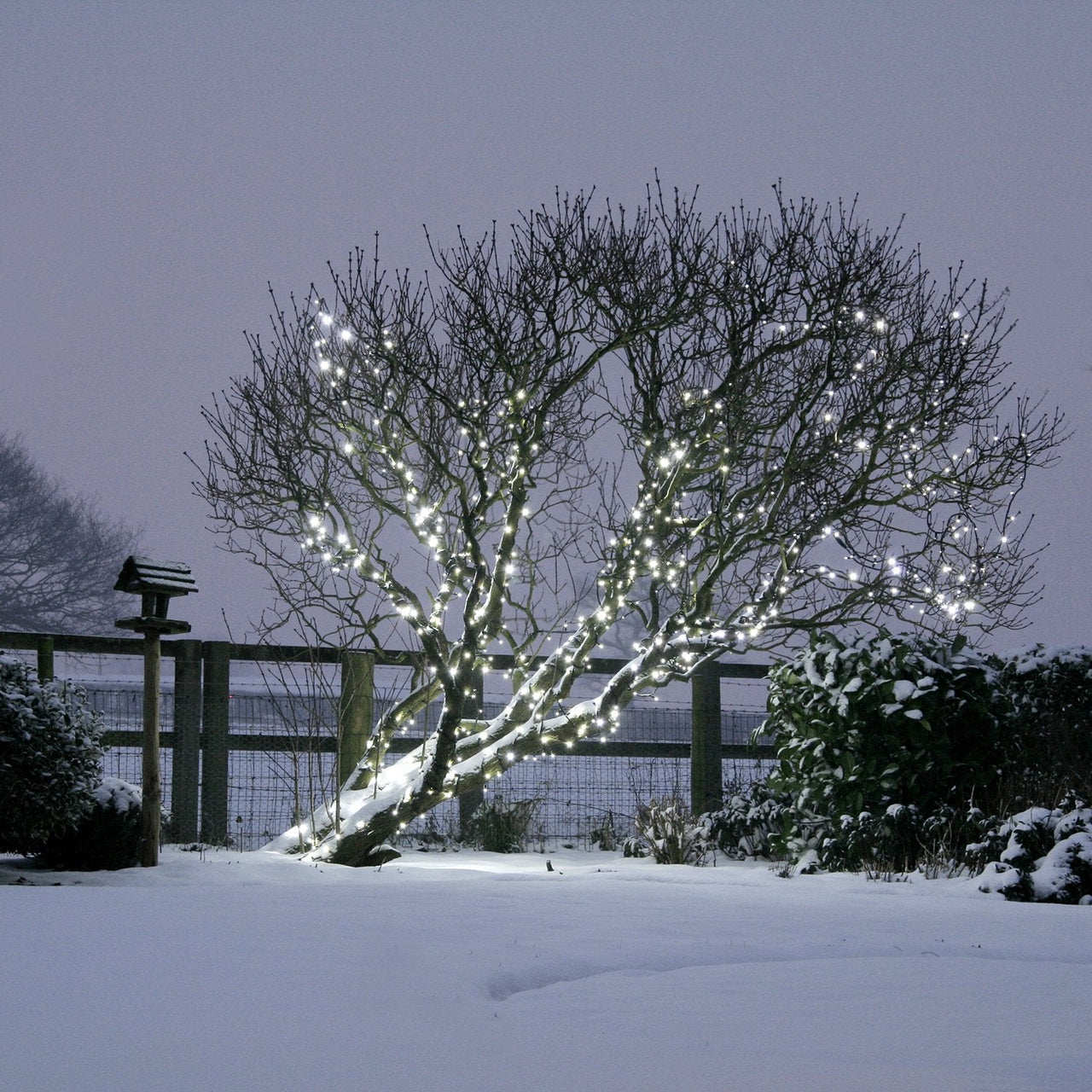 PR50WB_LED-White-Outdoor-Christmas-Lights-garden-snowy-tree_P2_09e9c745-1ca1-4255-a62a-f6e060fba313.jpg