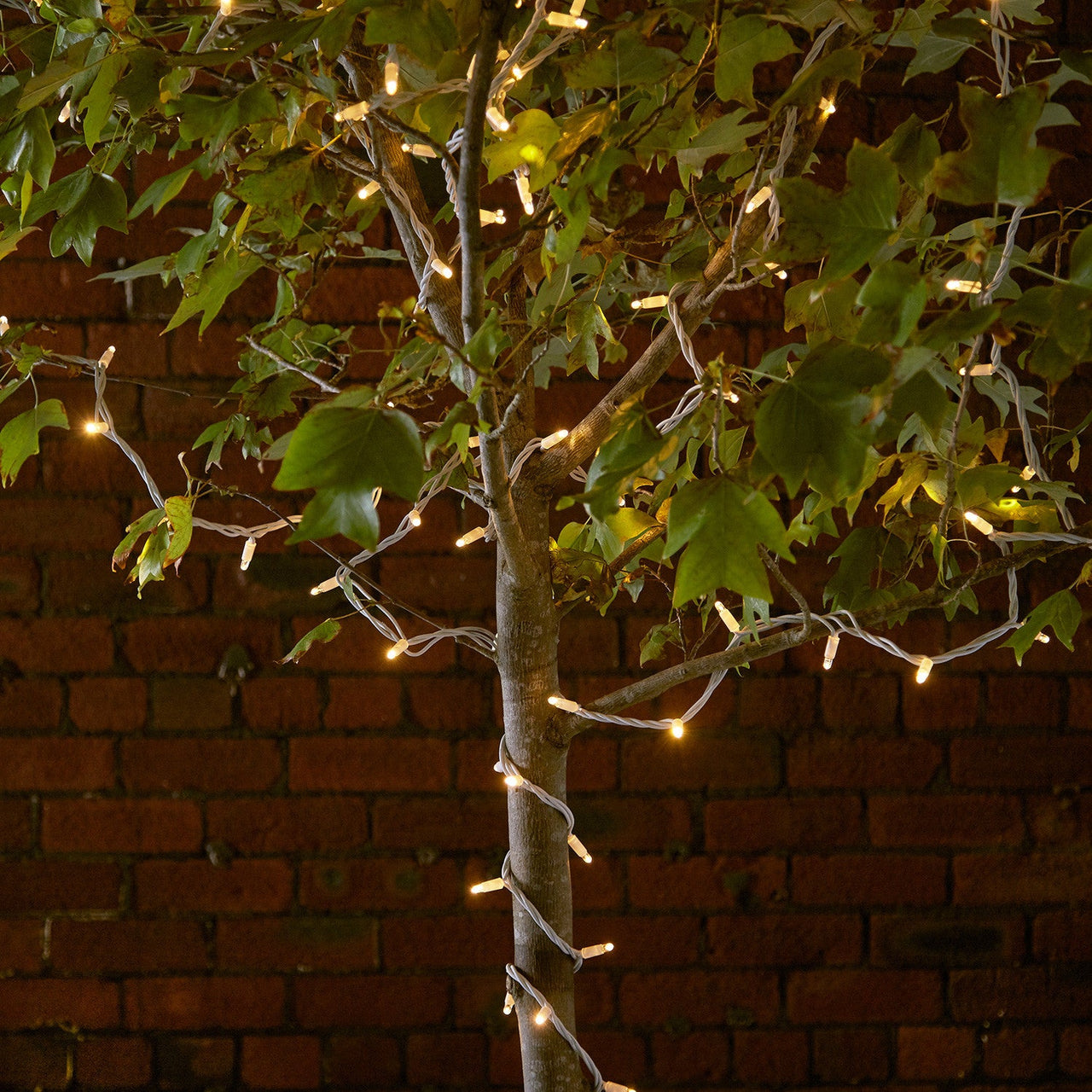 PR50YWW_50-WARM-WHITE-LED-STRING-LIGHT-TREE-PRO_P2.jpg