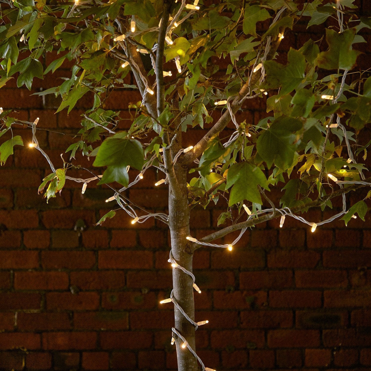 PR50YWW_50-WARM-WHITE-LED-STRING-LIGHT-TREE-PRO_P2_2000x2000_19c9a984-bf71-46e6-b79e-2c3e395bf30f.jpg