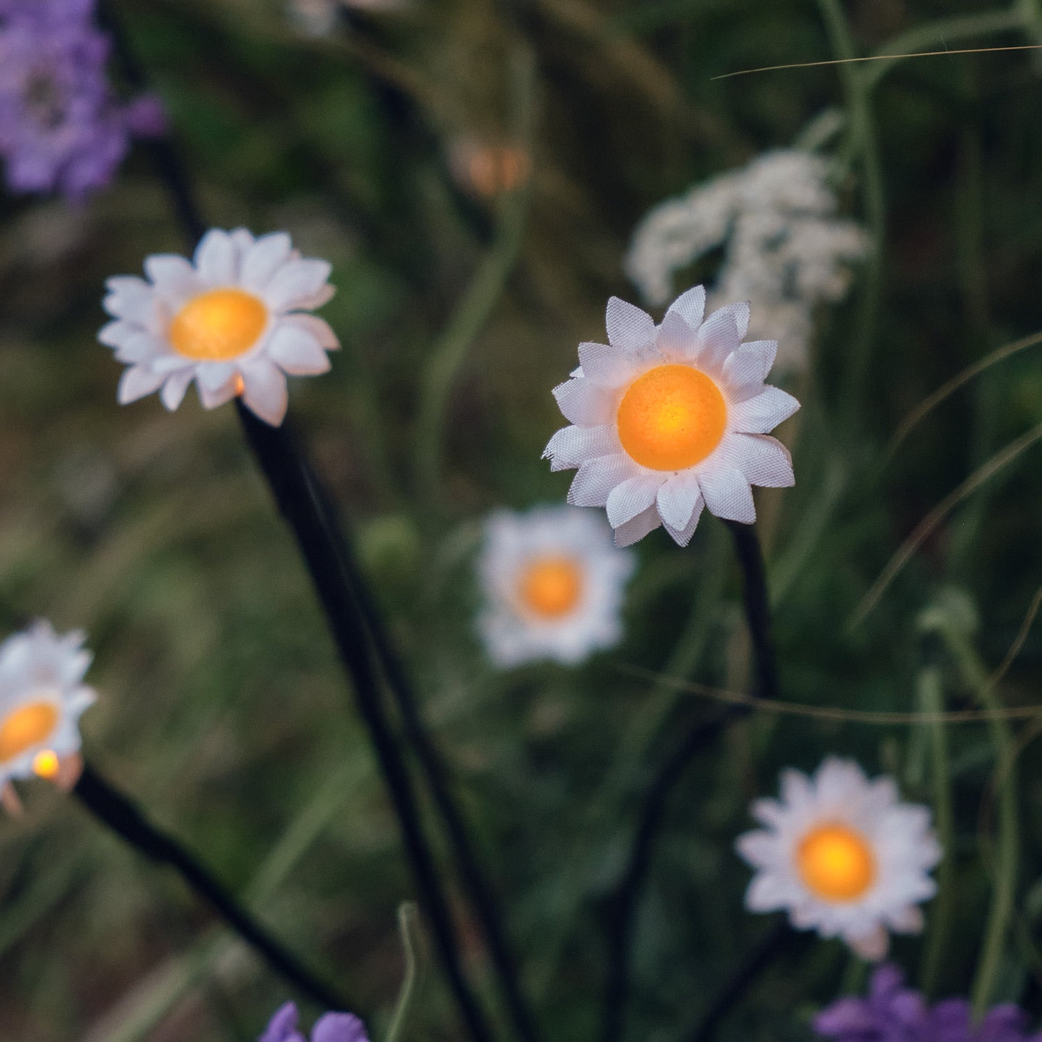 Daisy fairy online lights