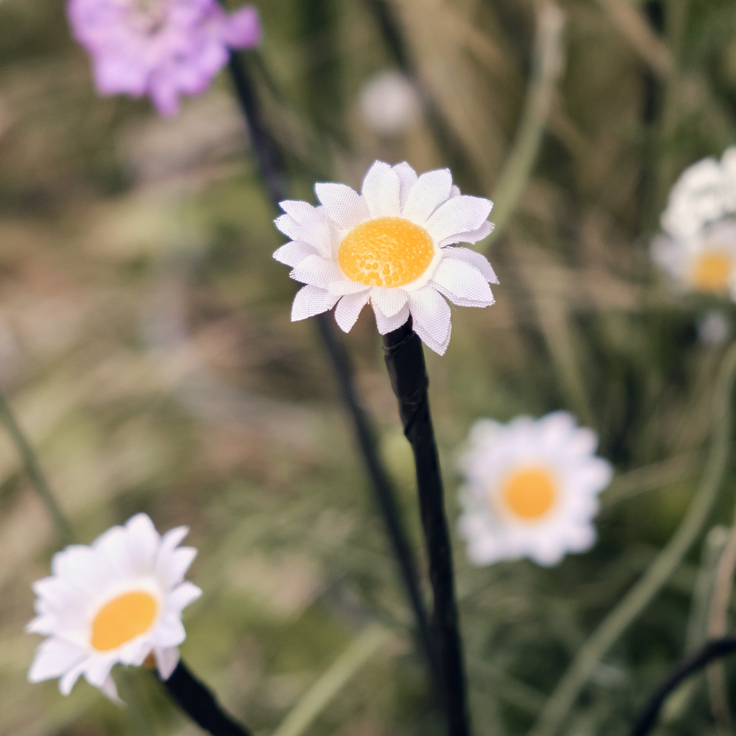 Daisy solar store lights